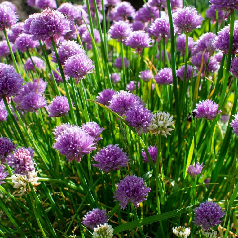 Can Garlic Chives Survive Cold Weather