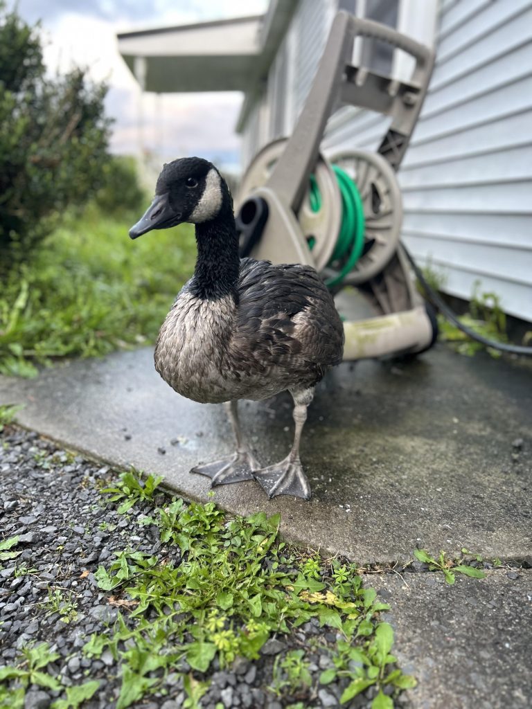Can Geese Survive Cold Weather