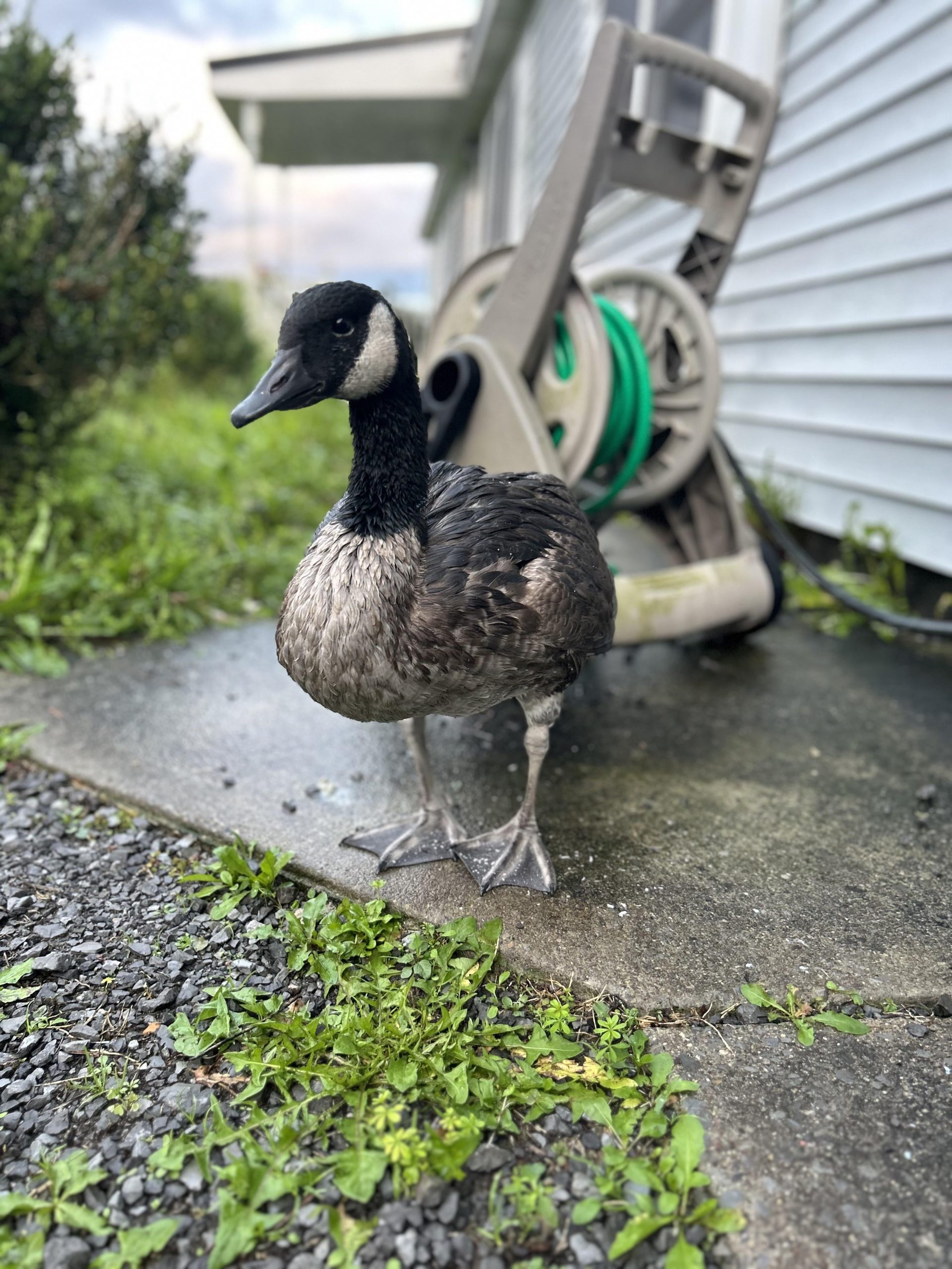 Can Geese Survive Cold Weather