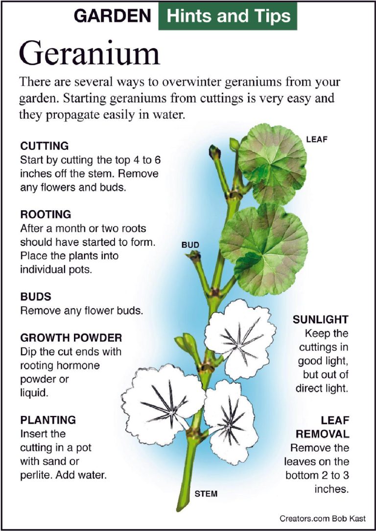 Can Geraniums Survive Cold Weather