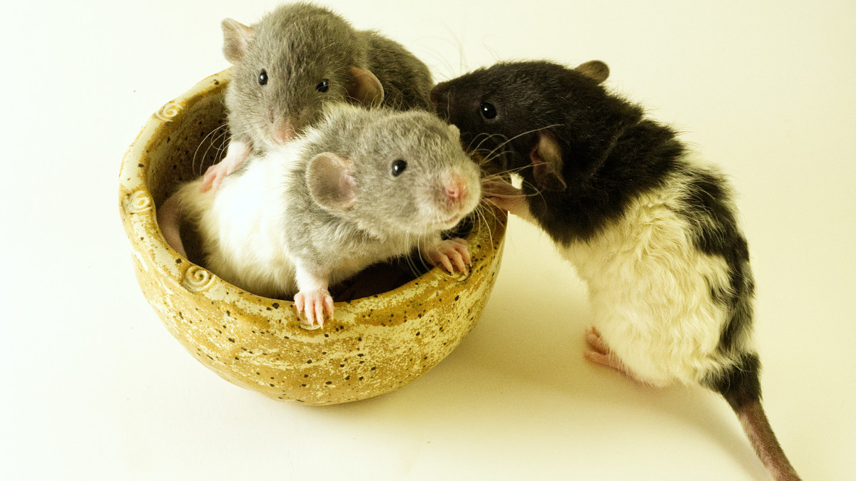 Can Gerbils Survive Cold Weather