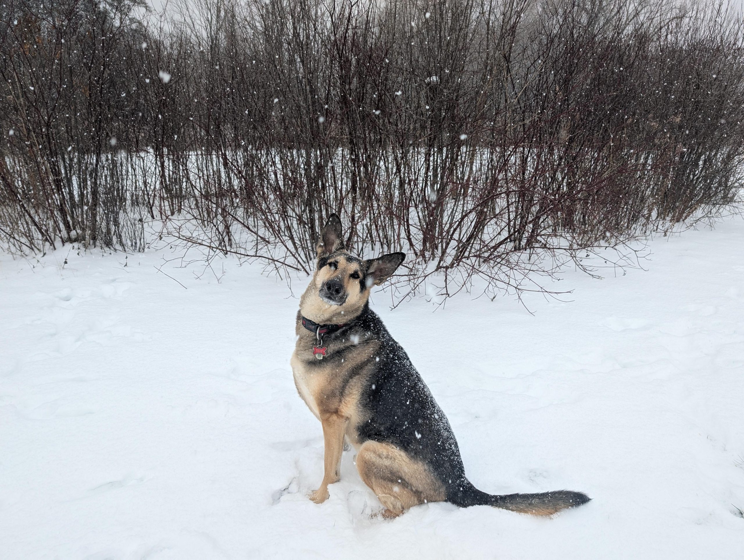 Can German Shepherds Survive in Cold Weather
