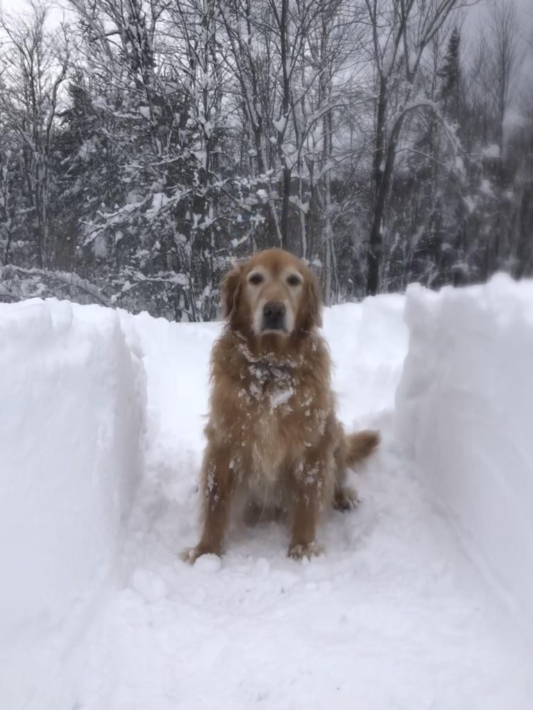 Can Golden Retriever Survive in Cold Weather