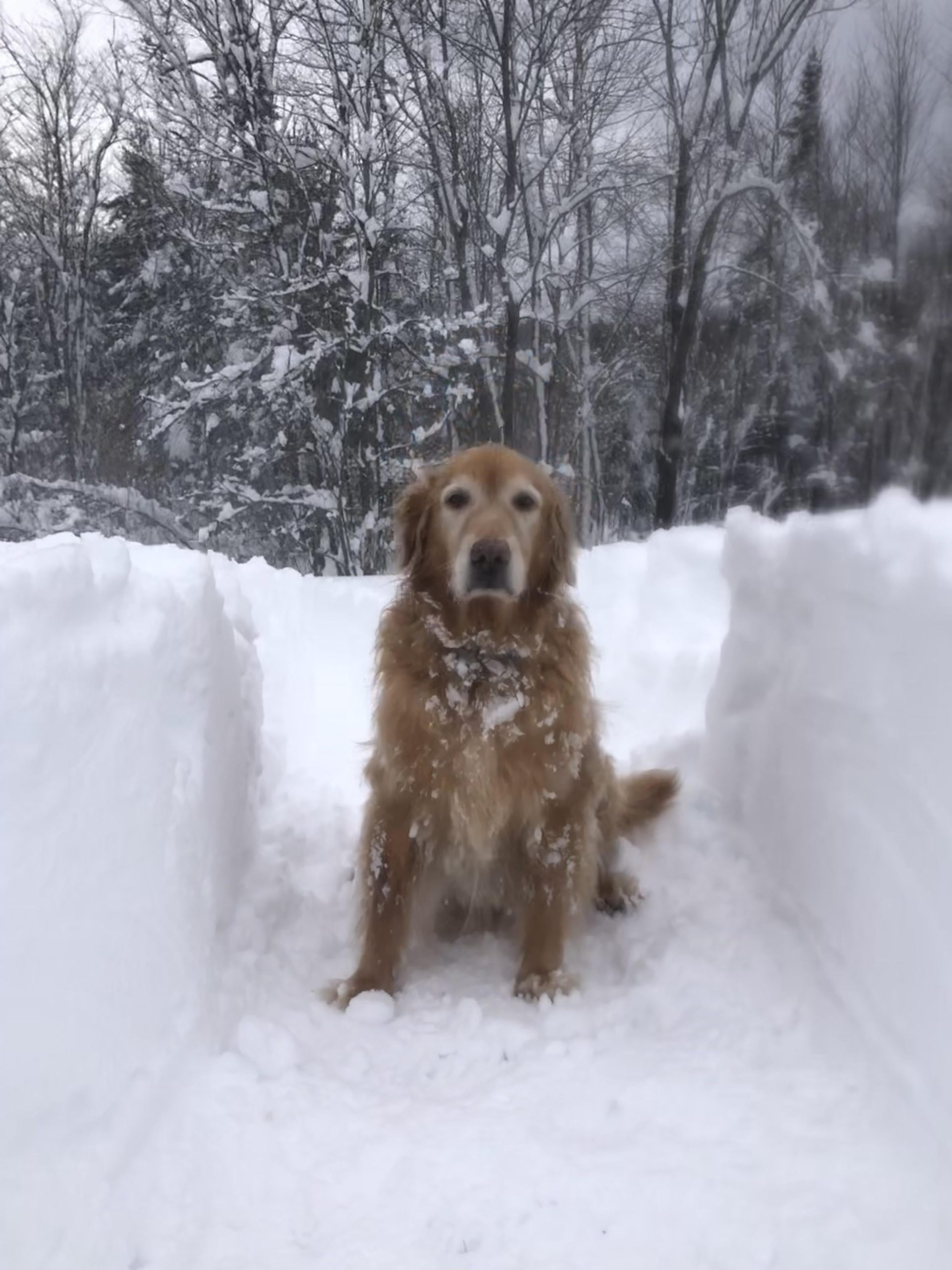 Can Golden Retriever Survive in Cold Weather