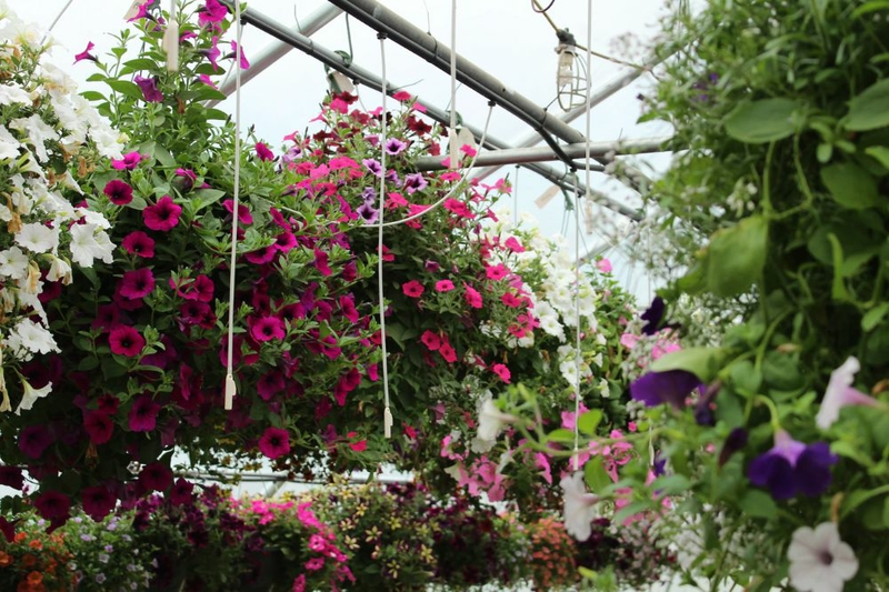 Can Hanging Plants Survive Cold Weather