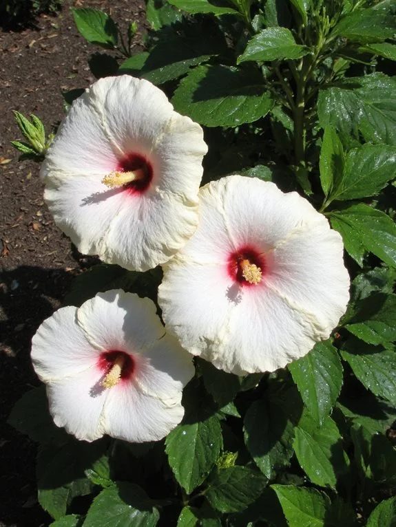 Can Hibiscus Survive Cold Weather