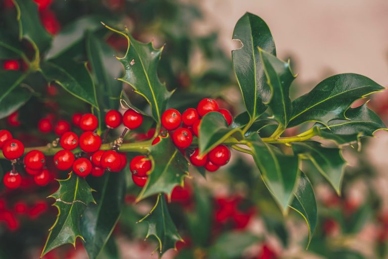 Can Holly Survive Cold Weather