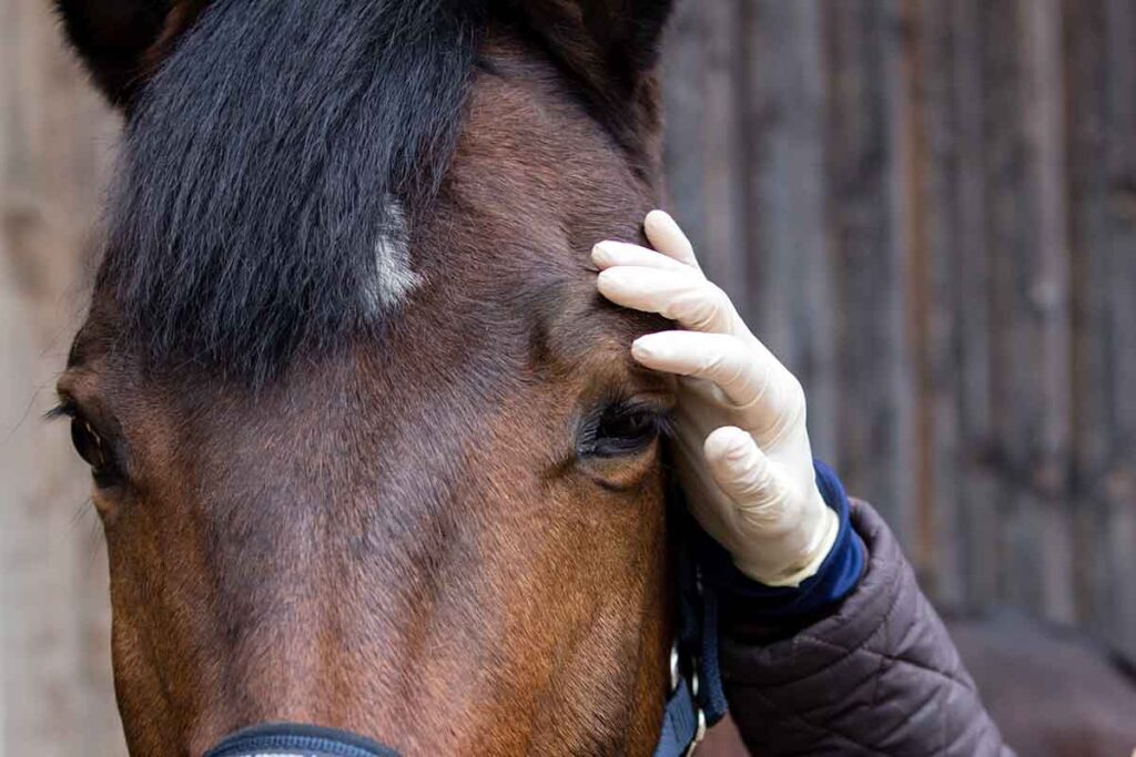Can Horses Survive Extreme Cold Weather