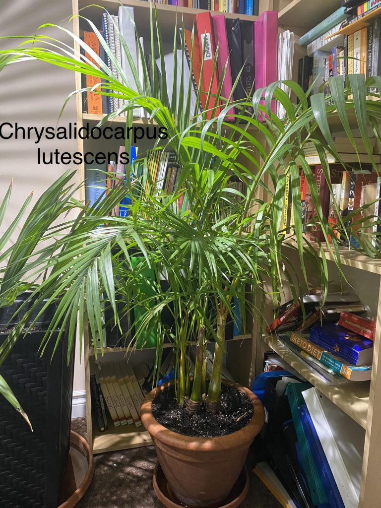 Can Houseplants Survive on Indoor Light