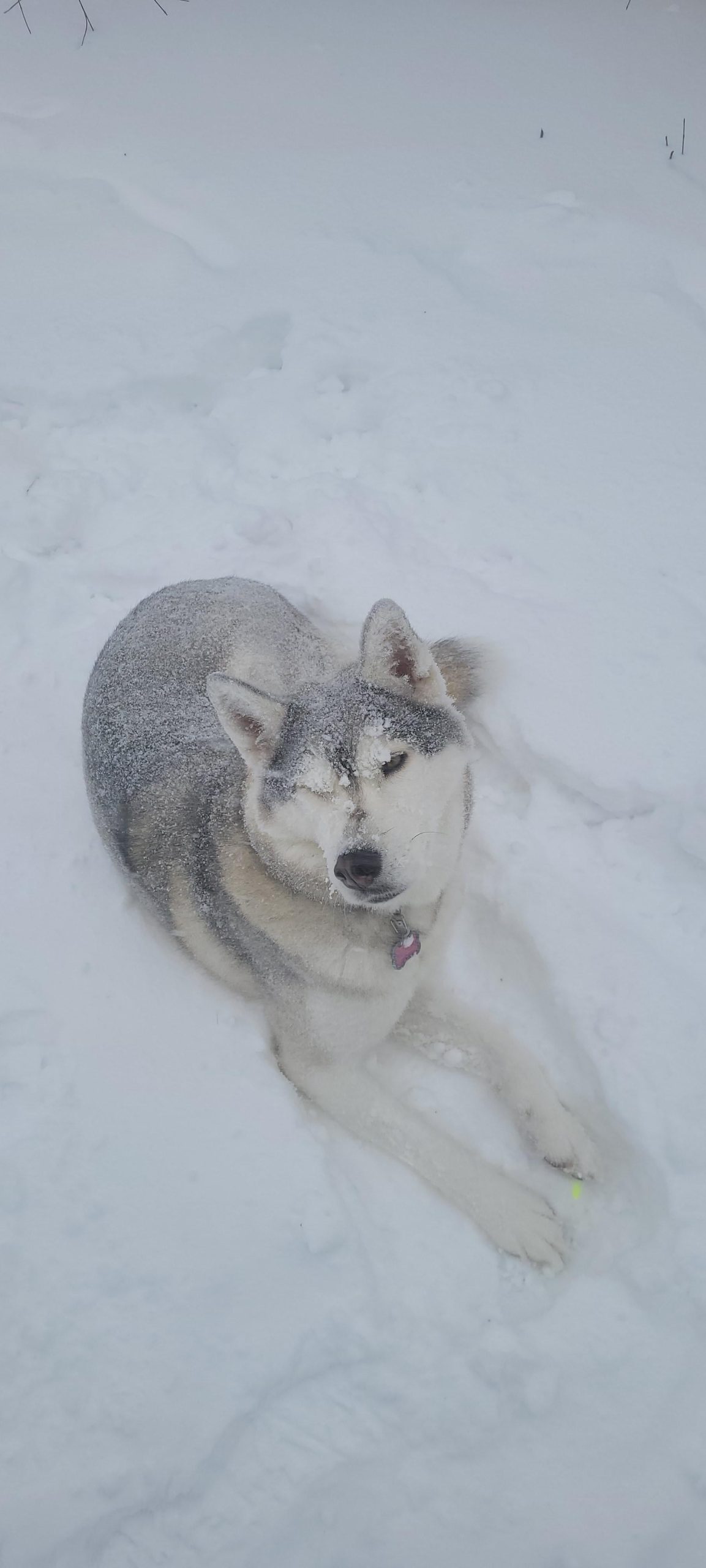 Can Husky Survive in Cold Weather