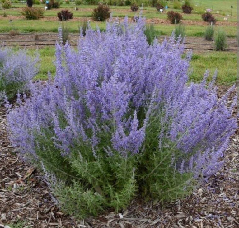 Can Lavender Survive Cold Weather