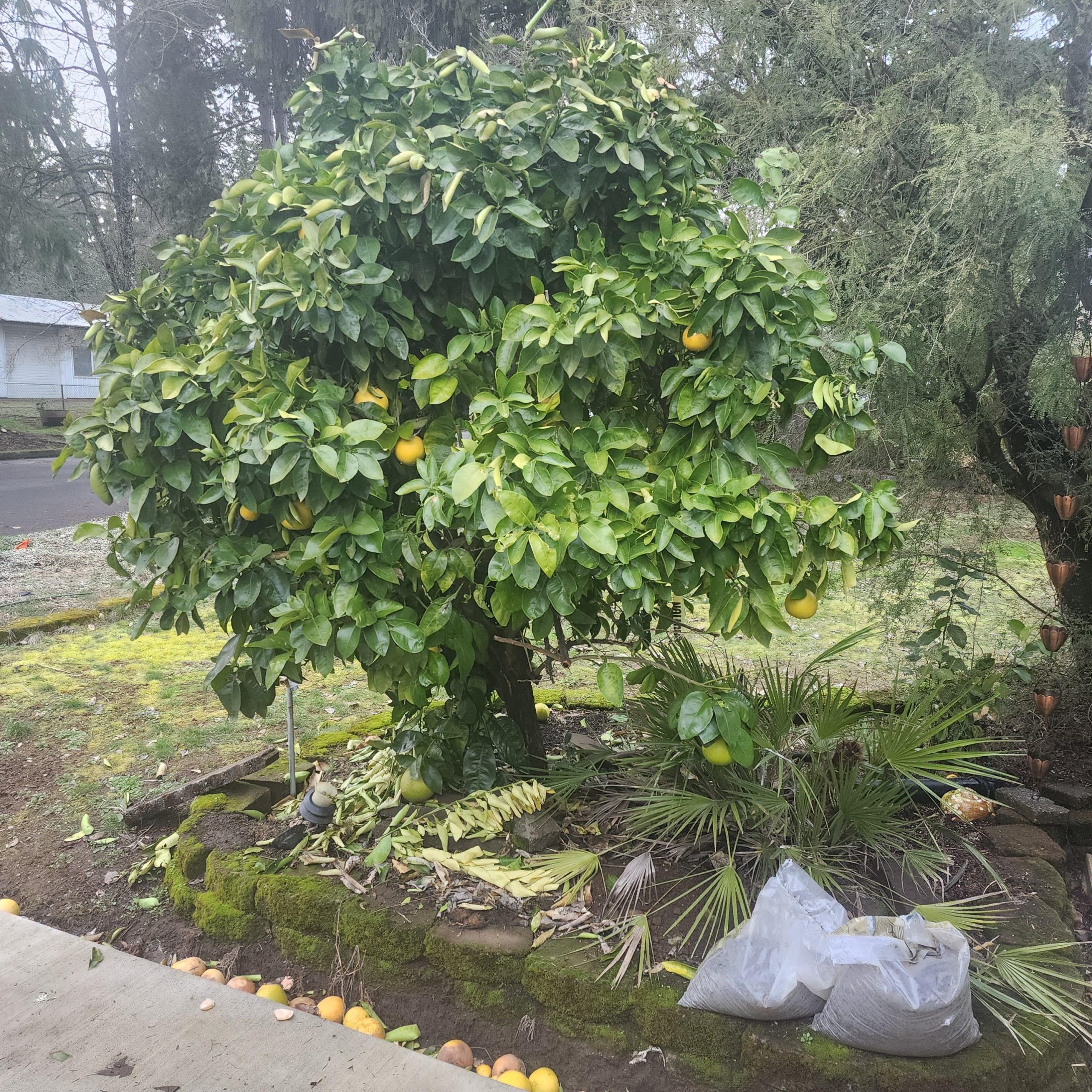 Can Lemon Tree Survive Cold Weather