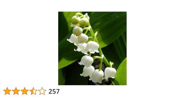 Can Lily of the Valley Survive Cold Weather