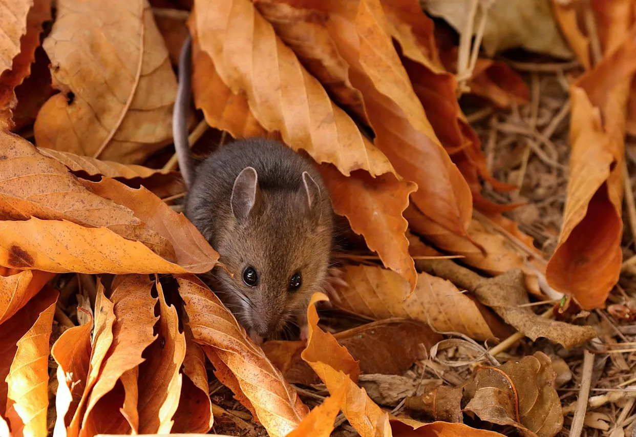 Can Mice Survive Cold Weather