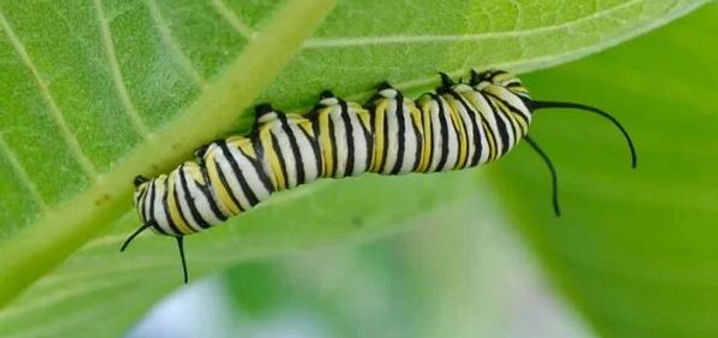 Can Monarch Caterpillars Survive Cold Weather