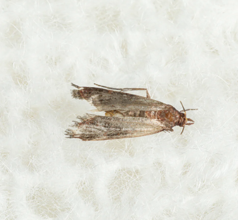 Can Moths Survive in Cold Weather