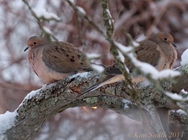 Can Mourning Doves Survive in Cold Weather in Virginia