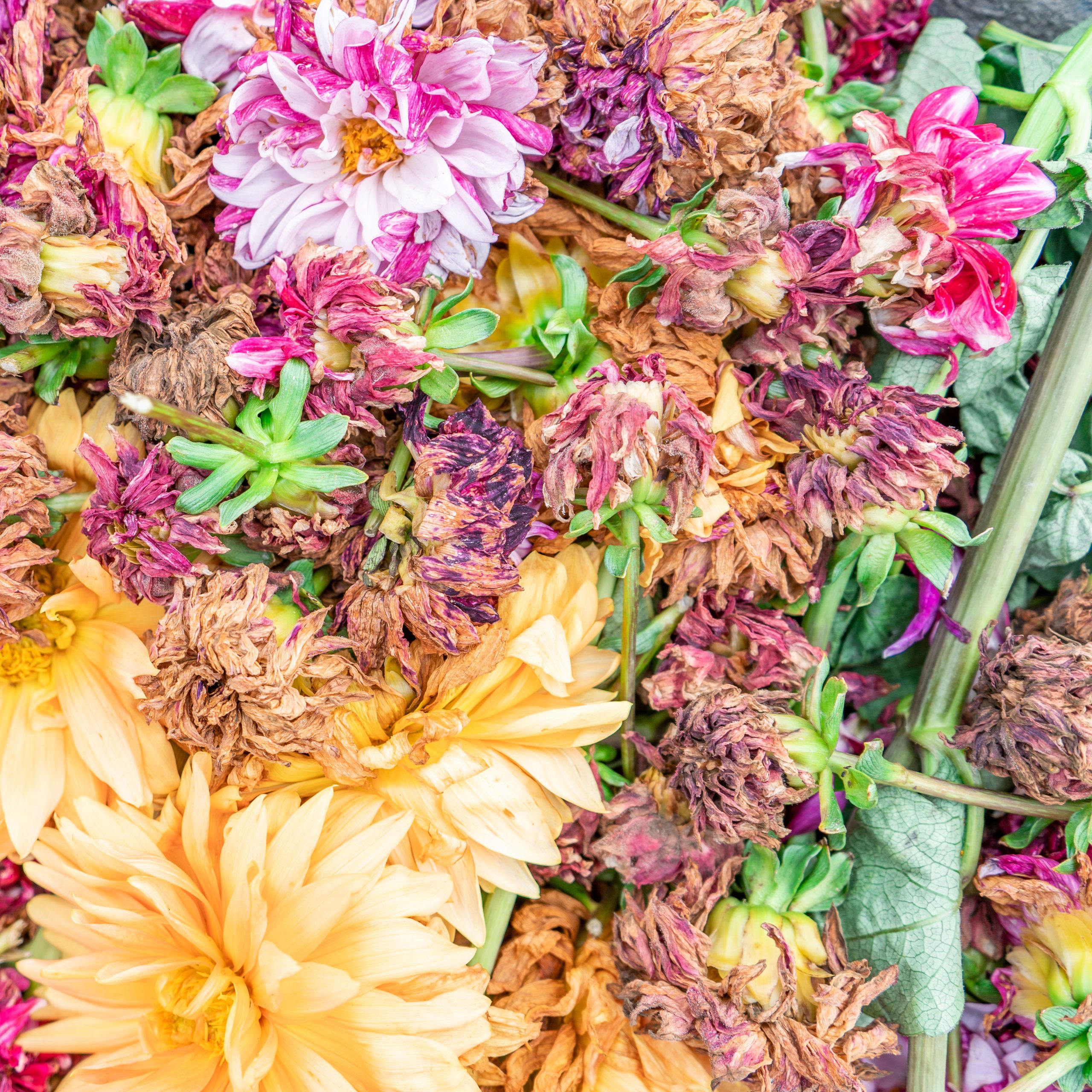 Can Mums Survive Cold Weather