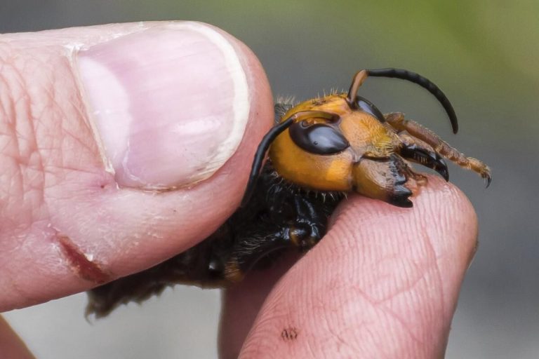 Can Murder Hornets Survive Cold Weather