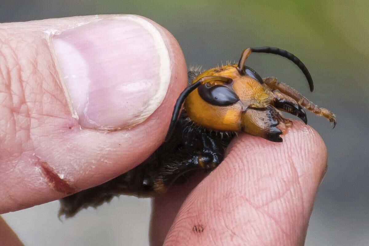 Can Murder Hornets Survive Cold Weather