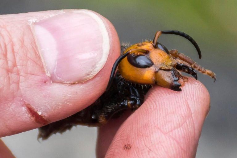 Can Murder Hornets Survive in Cold Weather
