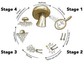 Can Mushroom Spores Survive Heat