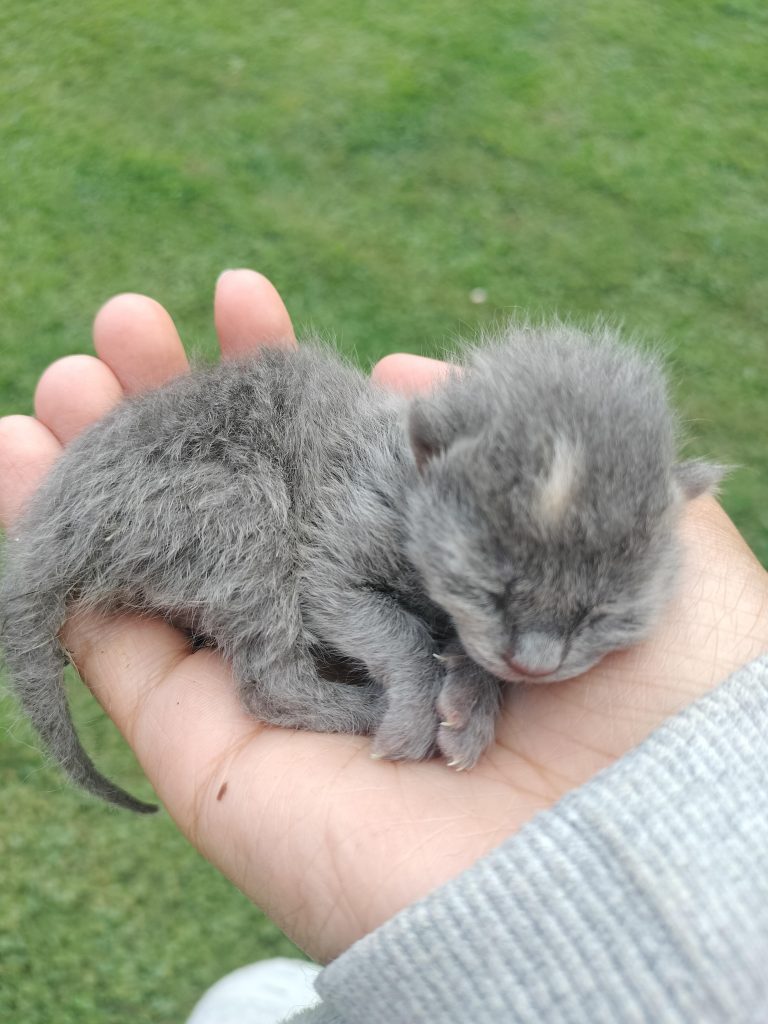 Can Newborn Kittens Survive Cold Weather