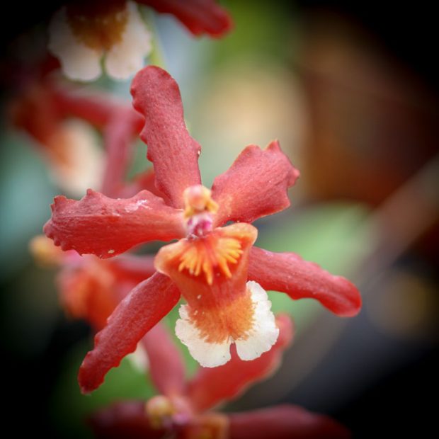 Can Orchids Survive Cold Weather