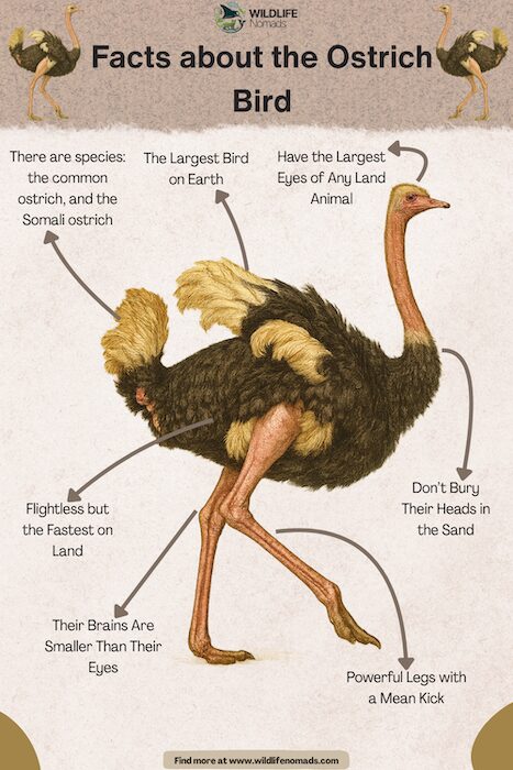 Can Ostriches Survive in Cold Weather