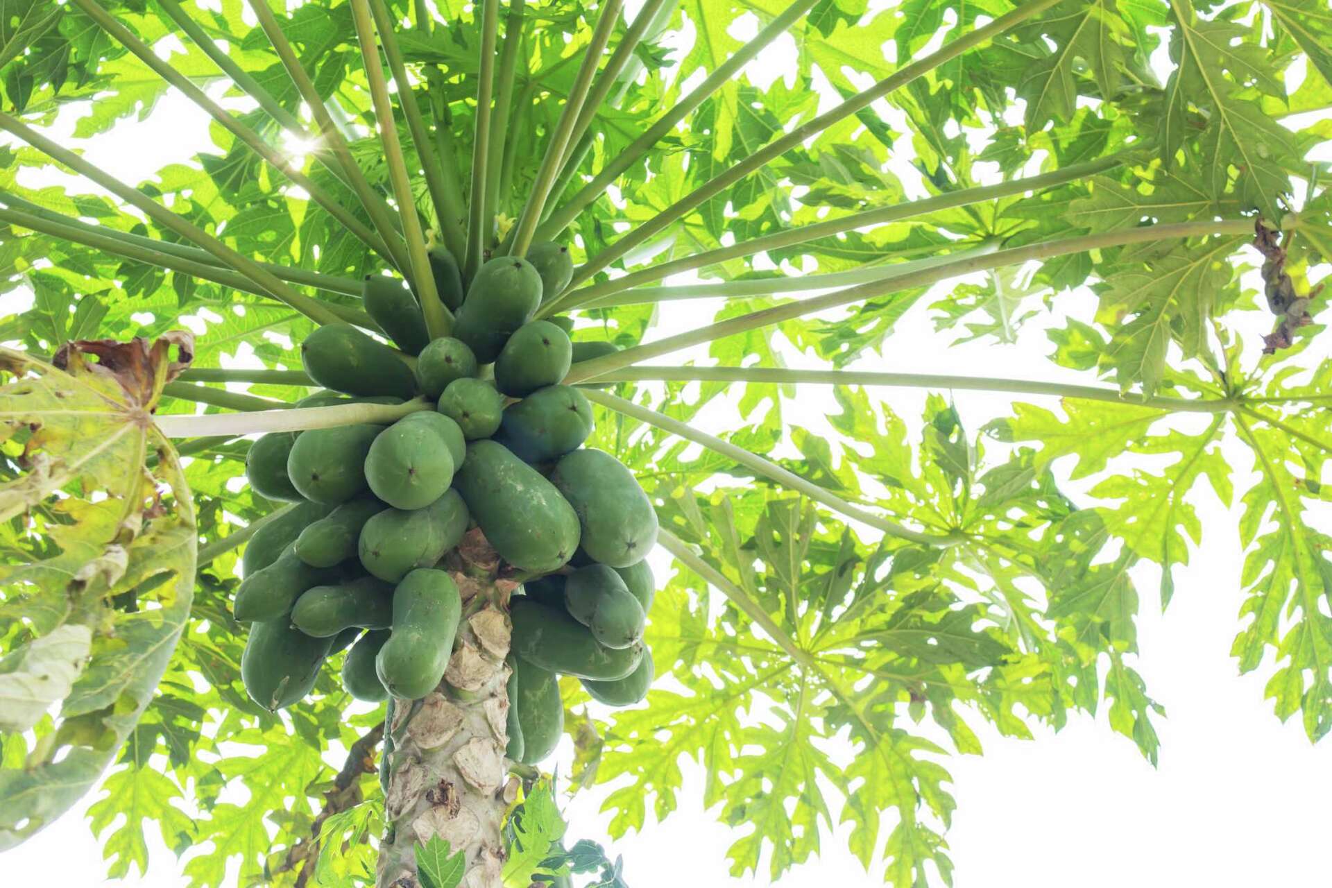 Can Papaya Tree Survive Cold Weather