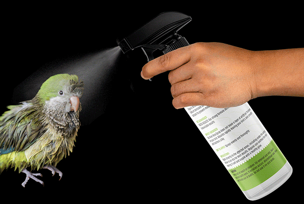 Can Parrots Survive in Cold Weather