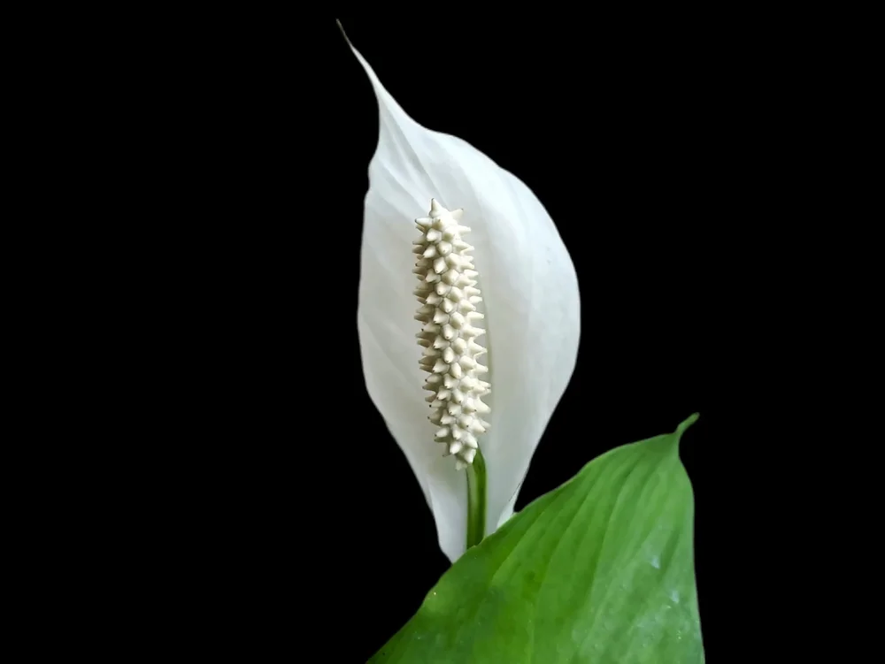 Can Peace Lily Survive in Cold Weather