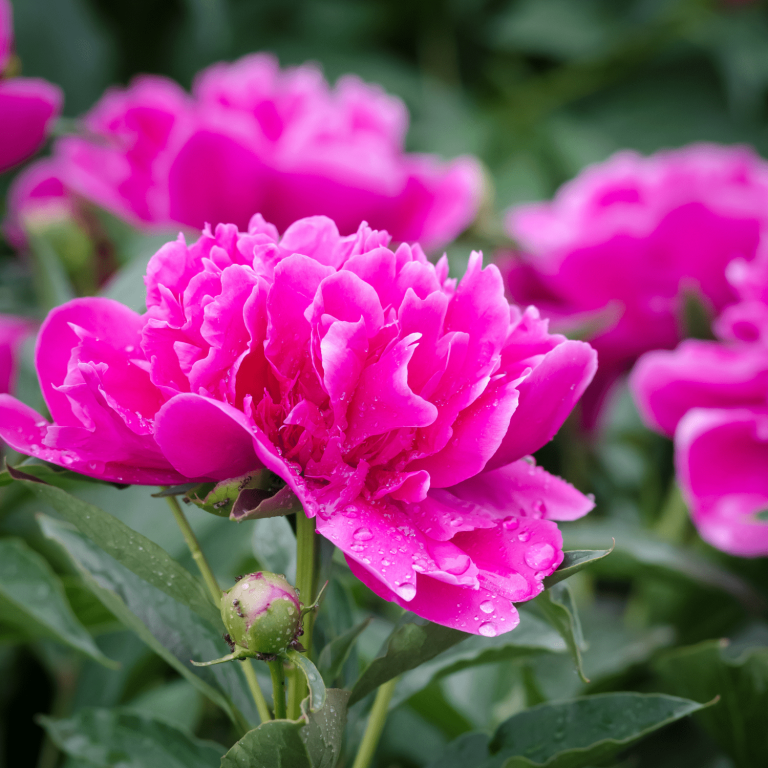 Can Peonies Survive Cold Weather