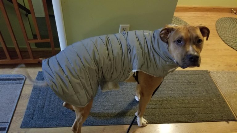 Can Pitbulls Survive in Cold Weather