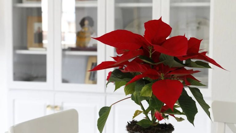 Can Poinsettias Survive Cold Weather