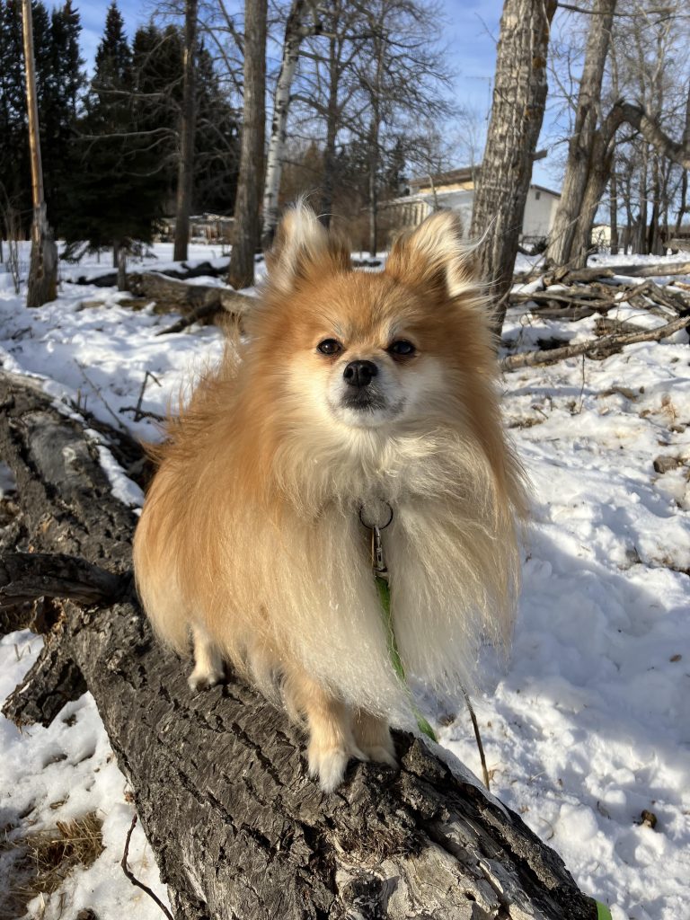 Can Pomeranian Survive Cold Weather