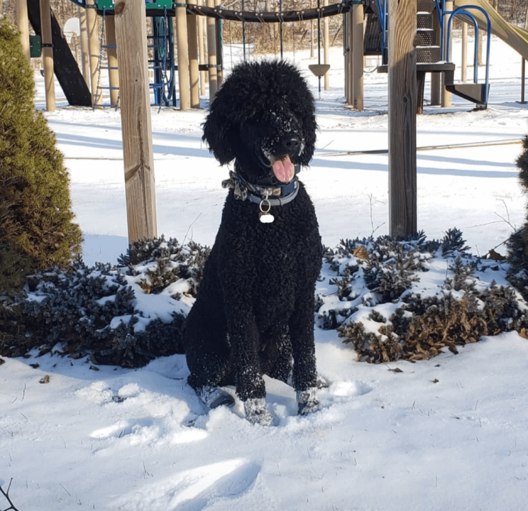Can Poodles Survive in Cold Weather
