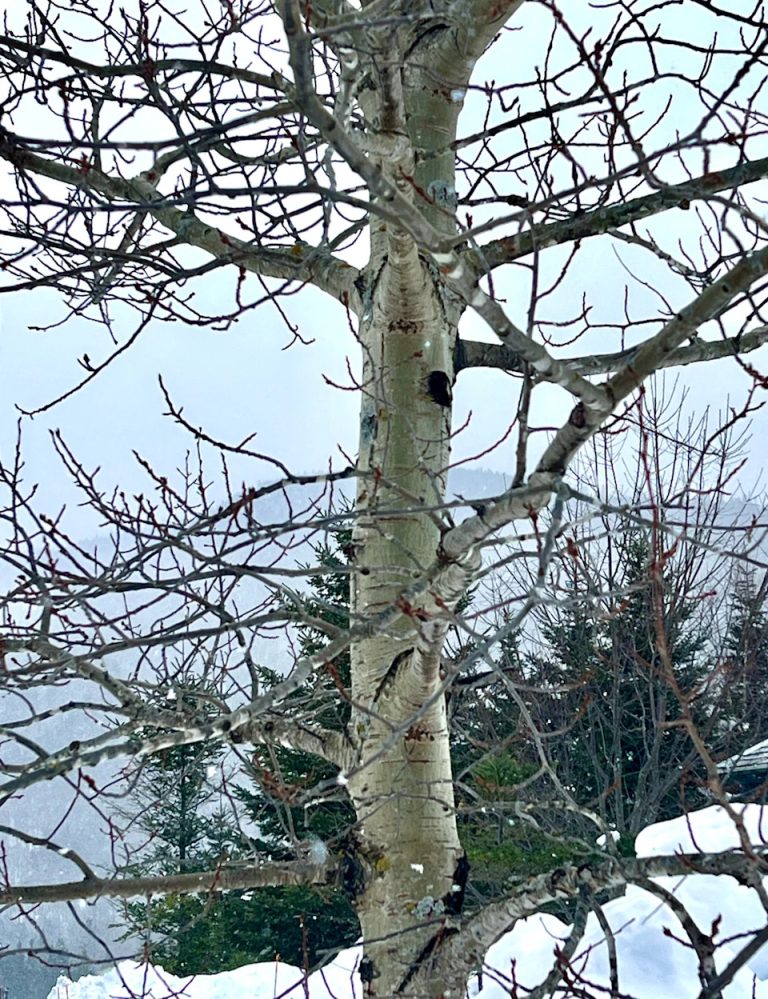 Can Quaking Aspens Survive in Really Cold Weather