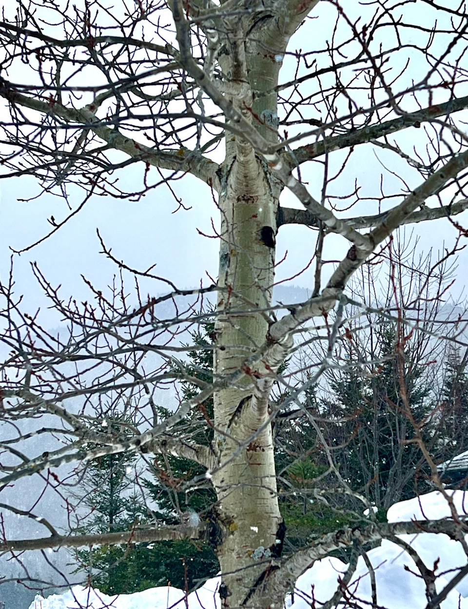 Can Quaking Aspens Survive in Really Cold Weather