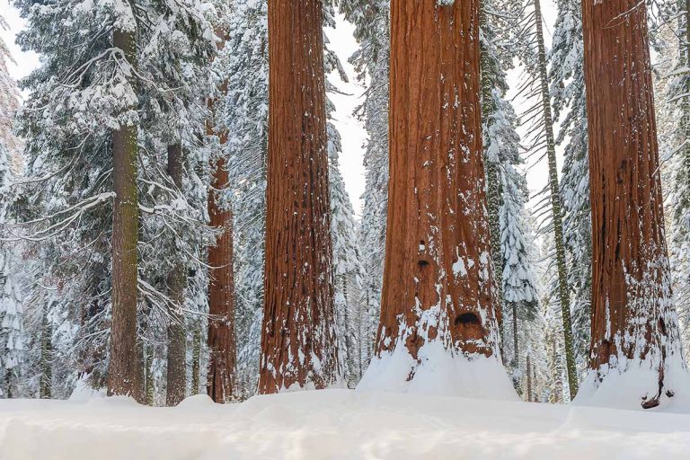 Can Redwood Trees Survive Cold Weather