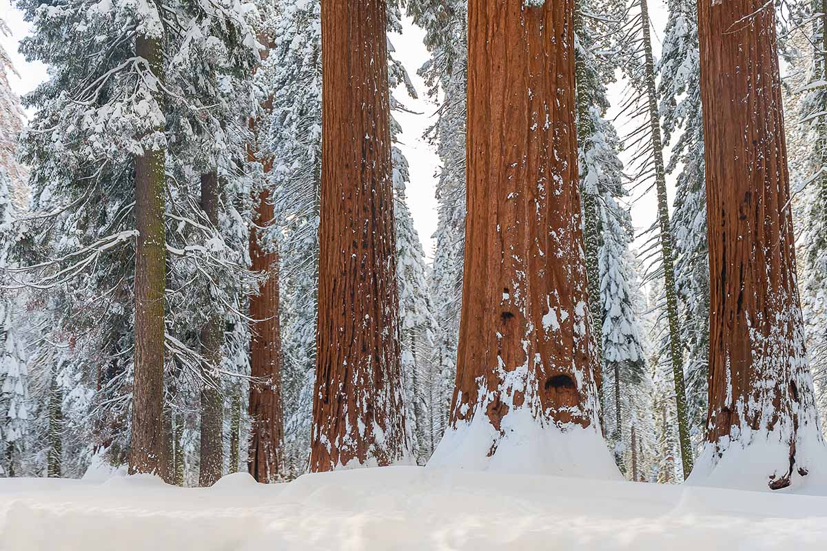 Can Redwood Trees Survive Cold Weather