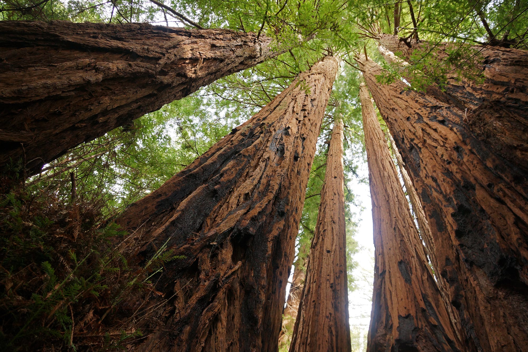 Can Redwoods Survive in Hurricane