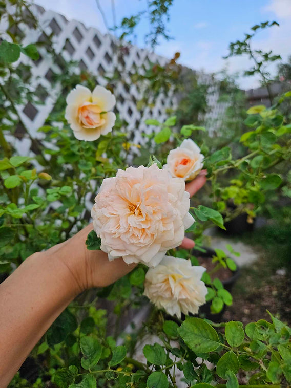 Can Roses Survive Cold Weather