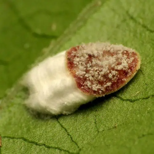Can Scale Insects Survive Cold Weather