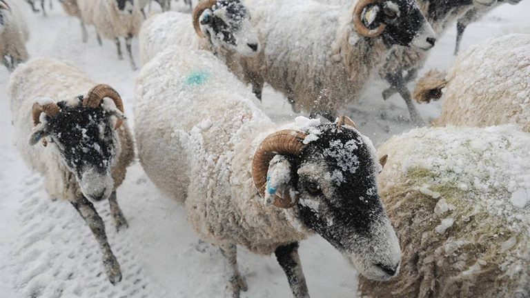 Can Sheep Survive Cold Weather