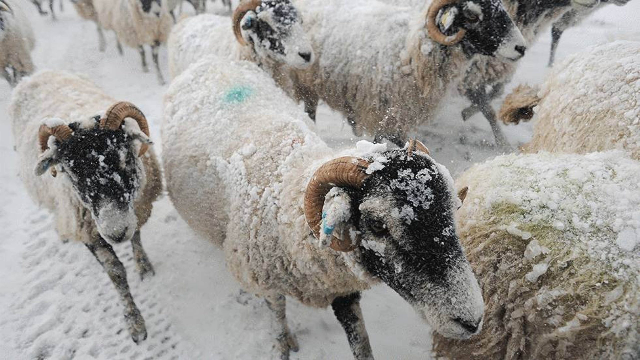 Can Sheep Survive Cold Weather
