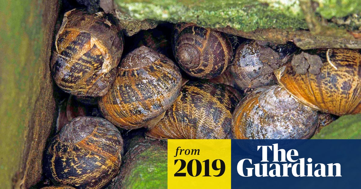 Can Snails Survive Cold Weather