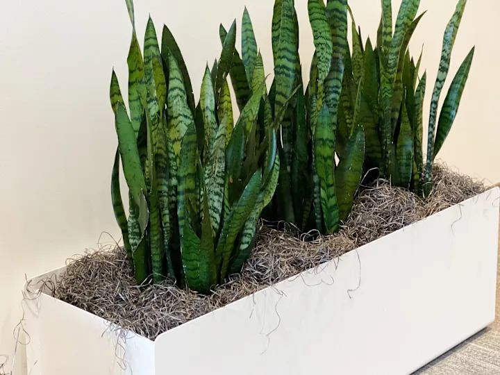 Can Snake Plants Survive Cold Weather