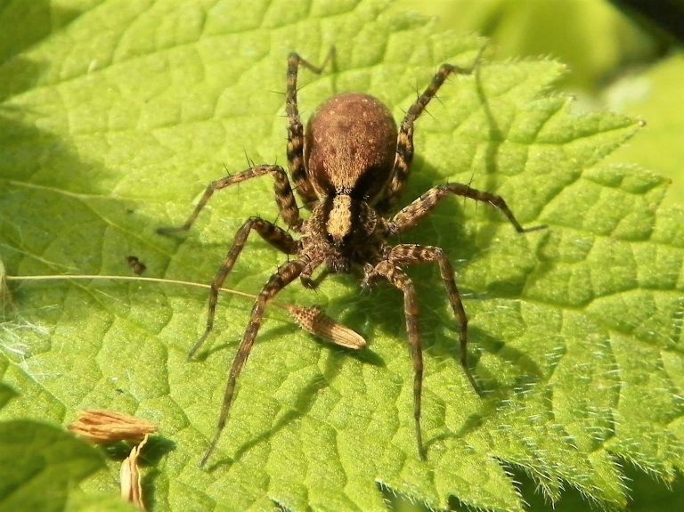 Can Spider Survive Cold Weather