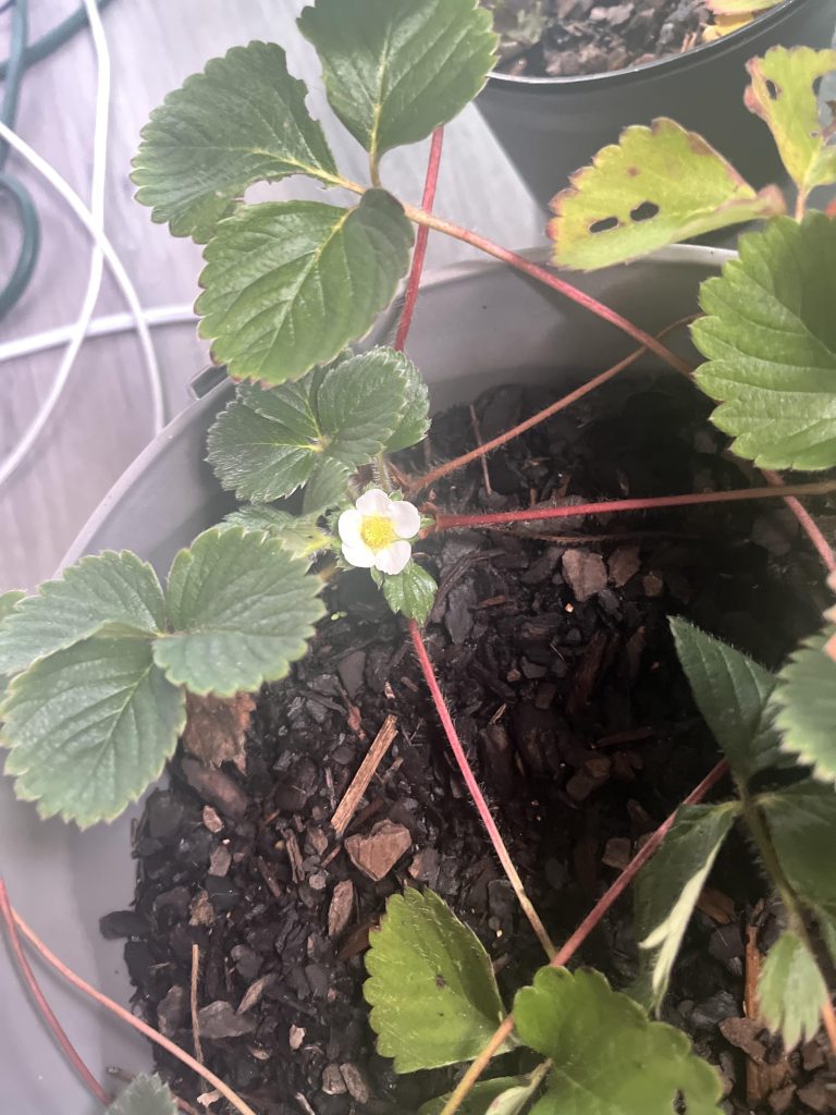 Can Strawberry Plants Survive Cold Weather